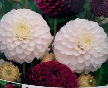 Далия Pompom  (W&V)